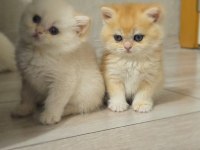 British shorthair show kalite üst soy dişi erkek yavrular