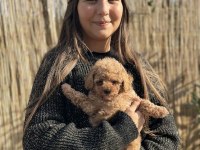 Toy Poodle Yavruları