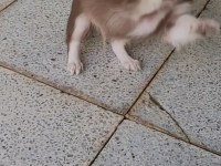 TEACUP LONGHAİR CHİHUAHUA ERKEK YAVRU