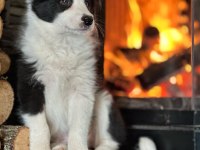Border Collie Yavruları Aşıları tam