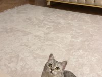 ÜCRETSİZ SAHİPLENDİRME KEDİMİZ