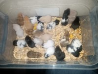 SEVİMLİ HAMSTER YAVRULARI