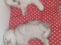 Scottish fold kedimize yuva arıyoruz