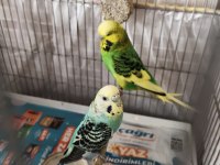 SERİ ÜRETİM YAPAN MUHABBET KUŞLARIM