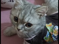 Lucky isimli british oğlumu ücretsiz sahiplendiricem