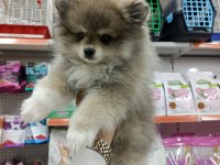 Yeni yuvalarına gitmeye hazır pomeranian