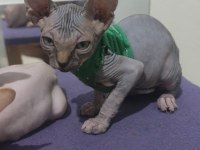 Sphynx Home 2 Aylık