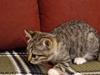 British longhair kırması kedimiz