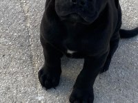 Cane corso yavrular