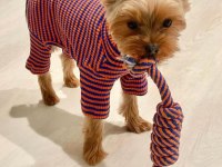 Teacup erkek yorkshire terrier