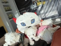  maltipo yavrular maltese toy poodle ankara mağazamızda