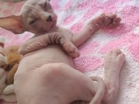 Sphynx 20 mayıs doğumlu oğlanlar