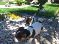 Jack russell kısa bacak bebekler