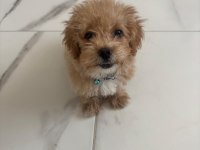 Tuvalet Eğitimli Aşıları Tam Maltipoo