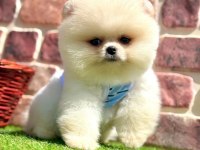 Safkan Pomeranian Boo Bebekler