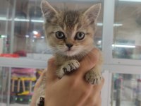 Sevimli british shorthair