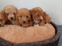 MALTİPOO YAVRU