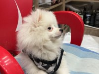 4 aylık pomeranian spitz
