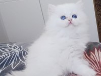 British Golden Blue Ay 1233 Erkek Golden Straight Dişi