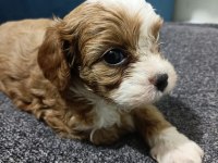 DİZAYN IRK MALTİPOO BEBEKLER