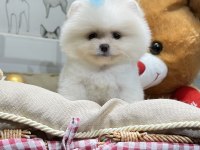 Pomeranian boo yavrular orjinal safkan
