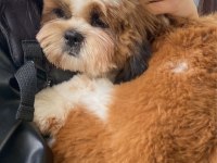 Maltipoo Köpeğimiz (Gofret)