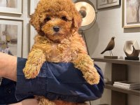 Safkan Toy Poodle