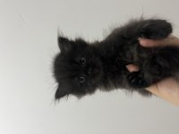 2 Aylık Siyah British Longhair
