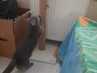 2 aylık top kafa ayı kafa scottish fold
