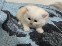 MİNNOŞLAR SCOTTİSH STRAİGHT