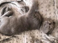 Ankara Scottish fold kedi sahiplendirme