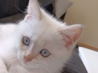 Yavru erkek british shorthair