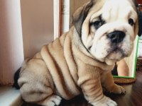 MÜKEMMEL KALİTE İNGİLİZ BULLDOG YARULARIMIZ