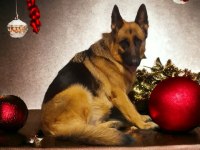 Şecereli eğitimli genç yetişkin alman çoban köpeklerimiz
