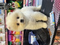 Pomeranian Gaziantepte güvenilir adres Yıldırım Petshop