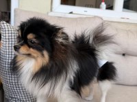 TÜM AŞILARI TAM XXS POMERANİAN