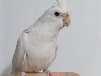 Lutino albino dişi