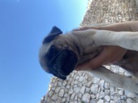 Pug yavrumuzu sahiplendiriyoruz