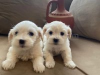 Mini boy maltese bebeklerimiz 