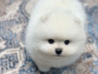 Orjinal Ayı Surat Pomeranian Boo Oğlumuz Rolex