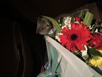 Tüm aşıları tamam erkek 7 aylık scottish fold