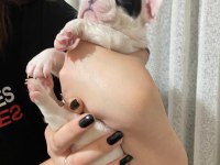 3 erkek french bulldog