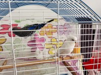2 adet muhabbet kuşu bilgi için whatsapptan ulaşın