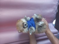 Pomeranian boo erkek a kalite