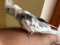 EVİNE MASKOT ARAYANLARA KUSURSUZ ERKEK SULTAN