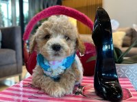 Maltipoo oğlumuz Yoyo
