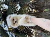Pomeranian Boo 