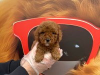 Toy poodle gofrikler