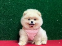 Sahibinden Pomeranian Yavruları
