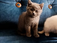 2 aylık dişi safkan british shorthair cana çok yakın